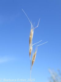 ventenata, North African wiregrass (<em>Ventenata dubia</em>)