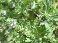 bracted verbena, prostrate vervain (<em>Verbena bracteata</em>)