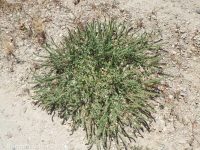bracted verbena, prostrate vervain (<em>Verbena bracteata</em>)