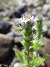 bracted verbena, prostrate vervain (<em>Verbena bracteata</em>)