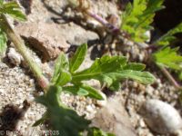 bracted verbena, prostrate vervain (<em>Verbena bracteata</em>)