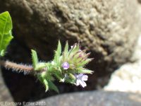 bracted verbena, prostrate vervain (<em>Verbena bracteata</em>)