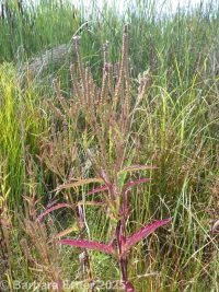 blue vervain, swamp verbena, simpler's joy (<em>Verbena hastata</em>)