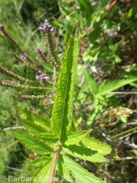 blue vervain, swamp verbena, simpler's joy (<em>Verbena hastata</em>)