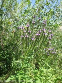 blue vervain, swamp verbena, simpler's joy (<em>Verbena hastata</em>)