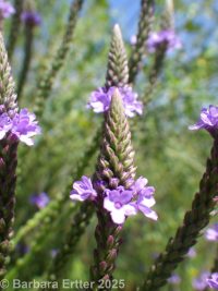 blue vervain, swamp verbena, simpler's joy (<em>Verbena hastata</em>)
