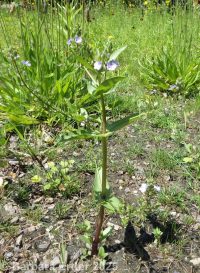water speedwell (<em>Veronica anagallis-aquatica</em>)