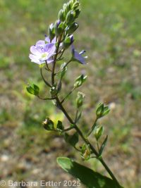 water speedwell (<em>Veronica anagallis-aquatica</em>)