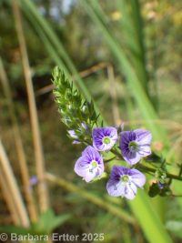 water speedwell (<em>Veronica anagallis-aquatica</em>)