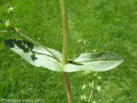 water speedwell (<em>Veronica anagallis-aquatica</em>)