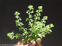 bilobed or twolobe speedwell (<em>Veronica arguteserrata</em>)