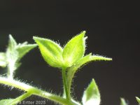 bilobed or twolobe speedwell (<em>Veronica arguteserrata</em>)
