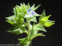 bilobed or twolobe speedwell (<em>Veronica arguteserrata</em>)