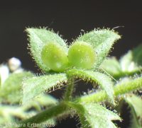 Veronica arguteserrata