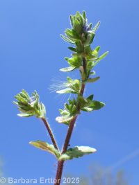 field or corn speedwell (<em>Veronica arvensis</em>)