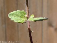 field or corn speedwell (<em>Veronica arvensis</em>)
