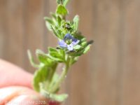 field or corn speedwell (<em>Veronica arvensis</em>)