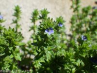 field or corn speedwell (<em>Veronica arvensis</em>)