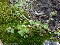 ivyleaf speedwell (<em>Veronica hederifolia</em>)
