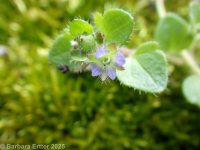 ivyleaf speedwell (<em>Veronica hederifolia</em>)