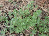ivyleaf speedwell (<em>Veronica hederifolia</em>)