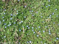 Persian or birdeye speedwell (<em>Veronica persica</em>)