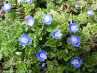 Persian or birdeye speedwell (<em>Veronica persica</em>)