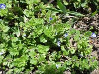 Persian or birdeye speedwell (<em>Veronica persica</em>)