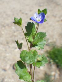Persian or birdeye speedwell (<em>Veronica persica</em>)