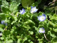 grey field speedwell, wayside speedwell (<em>Veronica polita</em>)