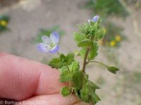 grey field speedwell, wayside speedwell (<em>Veronica polita</em>)