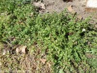 grey field speedwell, wayside speedwell (<em>Veronica polita</em>)