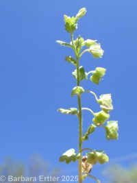 grey field speedwell, wayside speedwell (<em>Veronica polita</em>)