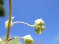 grey field speedwell, wayside speedwell (<em>Veronica polita</em>)
