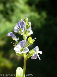 bright-blue speedwell (<em>Veronica serpyllifolia var. humifusa</em>)