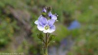 bright-blue speedwell (<em>Veronica serpyllifolia var. humifusa</em>)
