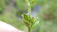 bright-blue speedwell (<em>Veronica serpyllifolia var. humifusa</em>)