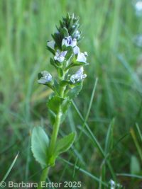 thymeleaf speedwell (<em>Veronica serpyllifolia var. serpyllifolia</em>)
