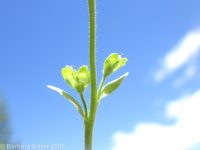thymeleaf speedwell (<em>Veronica serpyllifolia var. serpyllifolia</em>)