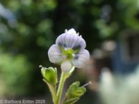 thymeleaf speedwell (<em>Veronica serpyllifolia var. serpyllifolia</em>)