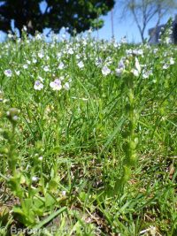 thymeleaf speedwell (<em>Veronica serpyllifolia var. serpyllifolia</em>)