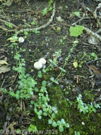 thymeleaf speedwell (<em>Veronica serpyllifolia var. serpyllifolia</em>)