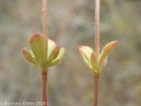 finger speedwell (<em>Veronica triphyllos</em>)