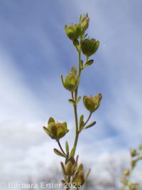 finger speedwell (<em>Veronica triphyllos</em>)
