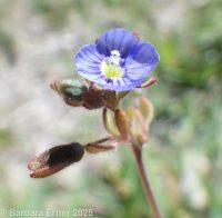 finger speedwell (<em>Veronica triphyllos</em>)