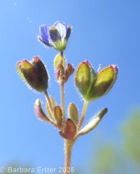 finger speedwell (<em>Veronica triphyllos</em>)