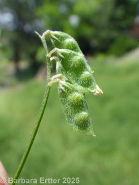 tiny vetch, hairy tare (<em>Vicia hirsuta</em>)