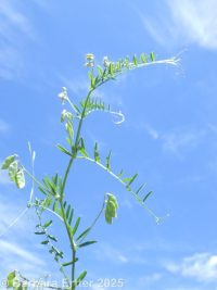 tiny vetch, hairy tare (<em>Vicia hirsuta</em>)