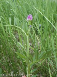 common vetch, garden vetch (<em>Vicia sativa var. angustifolia</em>)