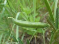common vetch, garden vetch (<em>Vicia sativa var. angustifolia</em>)